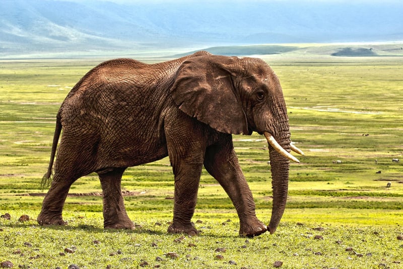 Elephants in the Savannah